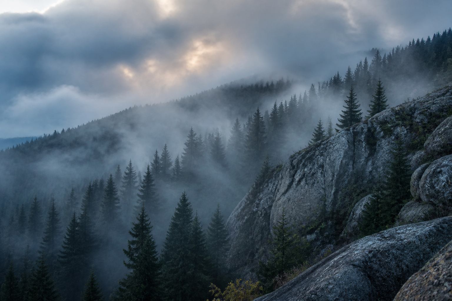 Nebeliger Fichtenwald am Brockenhang im Harz